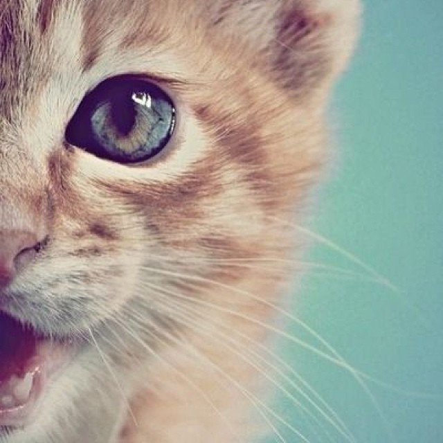 Lunch time!
#kitty #twitter