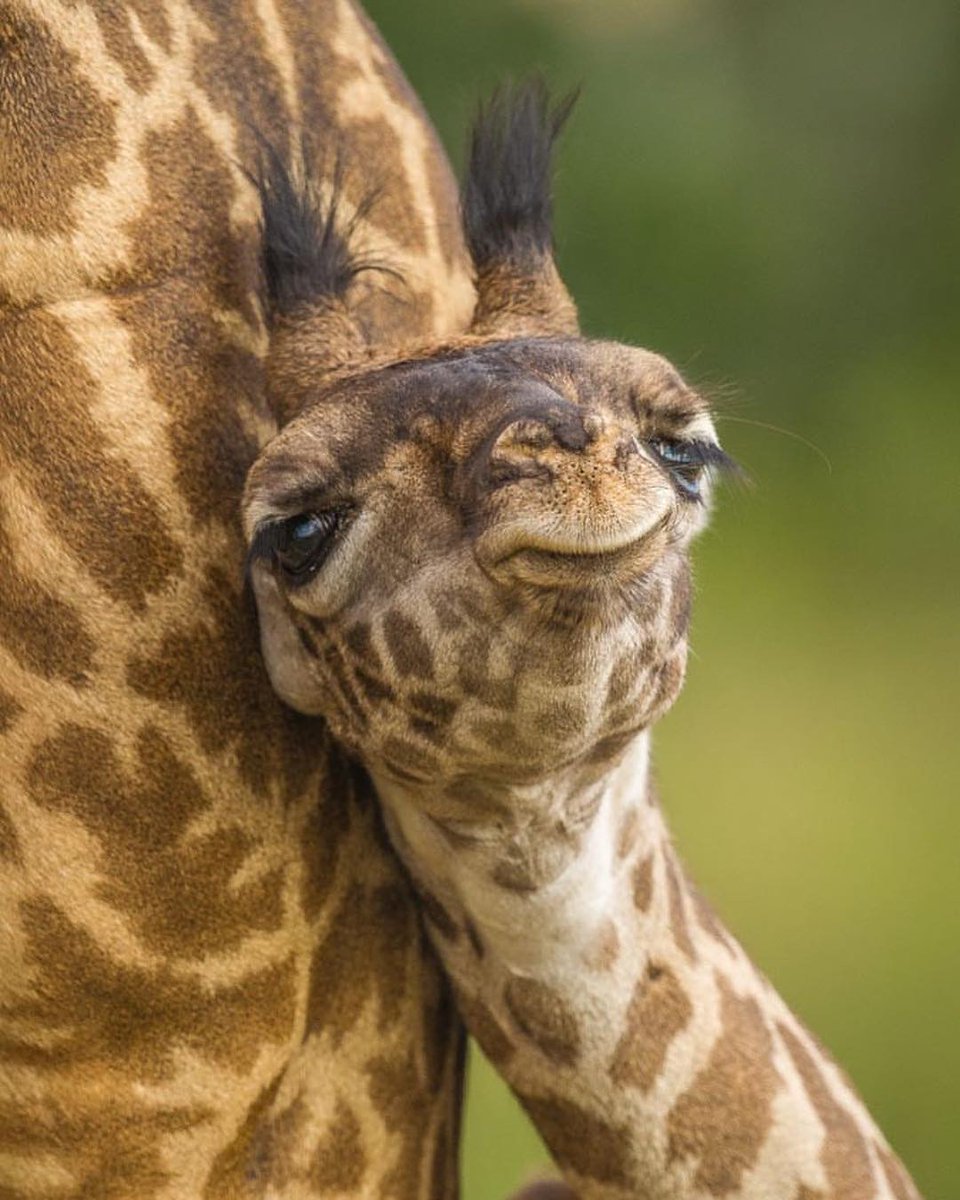 Baby giraffe 🦒 Photo by @darylbalfourwildphotos