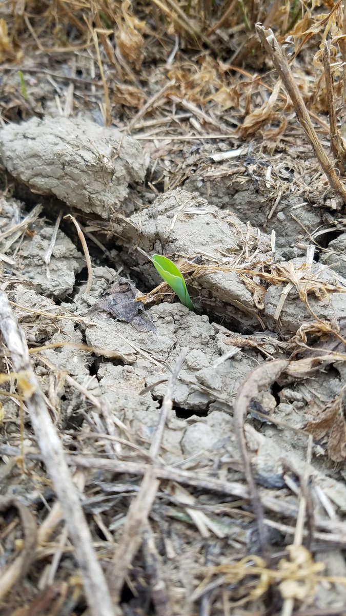 Hey little guy, welcome to the world! You are only about 2 months late.... #plant19