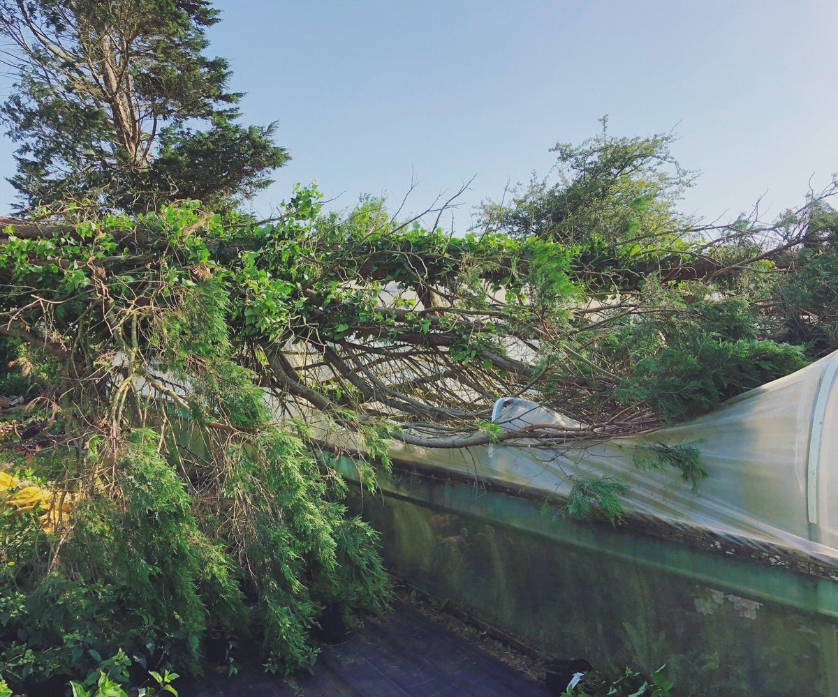 Cornish Hydrangeas tweet media