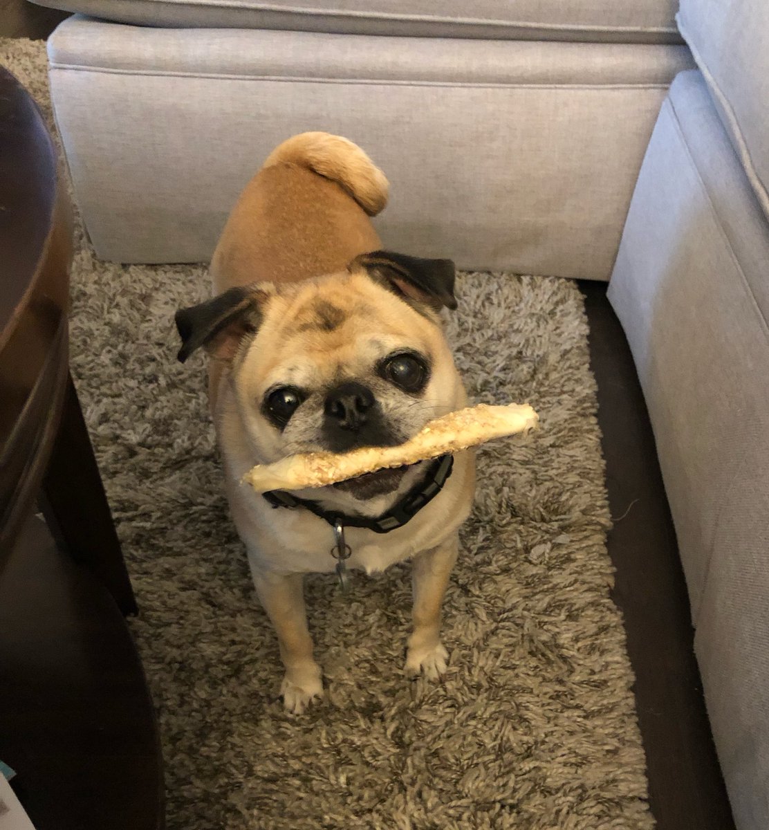 LottieThePug's tweet photo. Anyone else love these Chewnolas?  I love ‘em! @Purina https://t.co/swYbcx37Yi