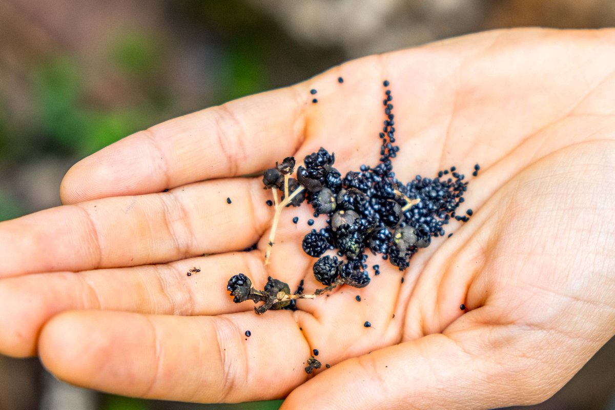 HuertaLunaGPS's tweet photo. Love #forests and #jungles? We believe they’re a critical part of our #sustainable future, which is one of the reasons we’ve kept our farm’s footprint small and left the forest up around us. 
#SustainableTourism 
#GalapagosIslands https://t.co/TAOXiwslov