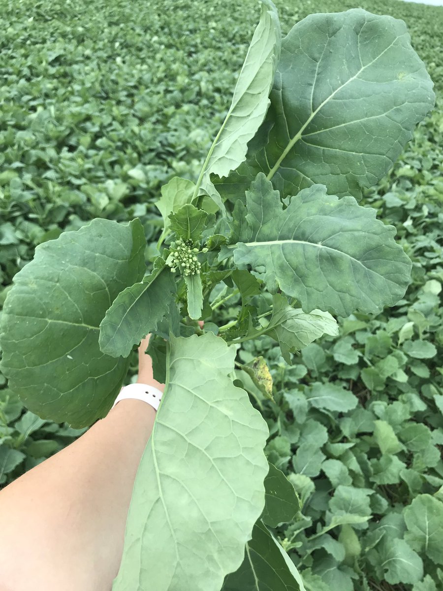 KarlOesch's tweet photo. Beauty plants - our new hybrid L234PC is looking strong 💪 and early. 

Near Vermilion
#BASFinYourField #InVigor #L234PC https://t.co/u0Ig1ytI5X