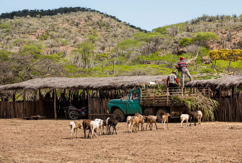 El Consejo Comunal Tumbacoa del municipio Iribarren en el estado Lara, ejecutó con el apoyo de SINCO un proyecto socioproductivo de cría y engorde de caprinos. Construyeron galpones y corrales para la estadía de 338 cabras y 76 ovejas.
🐑🐏
#ProducciónParaLaPatria #Tumbacoa