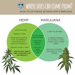 Image for the Tweet beginning: Do you know where CBD