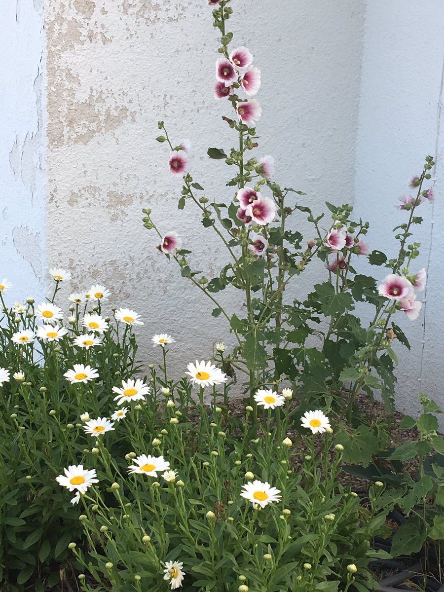 I didn’t really need to go in that door anyways. 😳 But the flowers are pretty. 🤷🏼‍♀️ #detour #oldschoolhouse #otherdoor