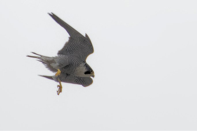 david1hirst's tweet photo. It's been good to catch up with the Peregrine Falcons that have nested on the #Chester Shot Tower. Lots of aerial action now that the young have made an appearance. @Go_CheshireWest @BBCSpringwatch @ChesterLive #RaptorAid #PeregrineWatch https://t.co/X2JUcRI7KZ