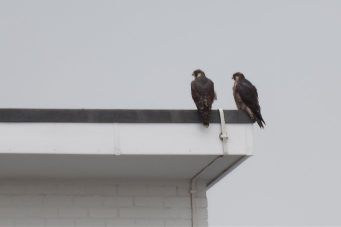 david1hirst's tweet photo. It's been good to catch up with the Peregrine Falcons that have nested on the #Chester Shot Tower. Lots of aerial action now that the young have made an appearance. @Go_CheshireWest @BBCSpringwatch @ChesterLive #RaptorAid #PeregrineWatch https://t.co/X2JUcRI7KZ