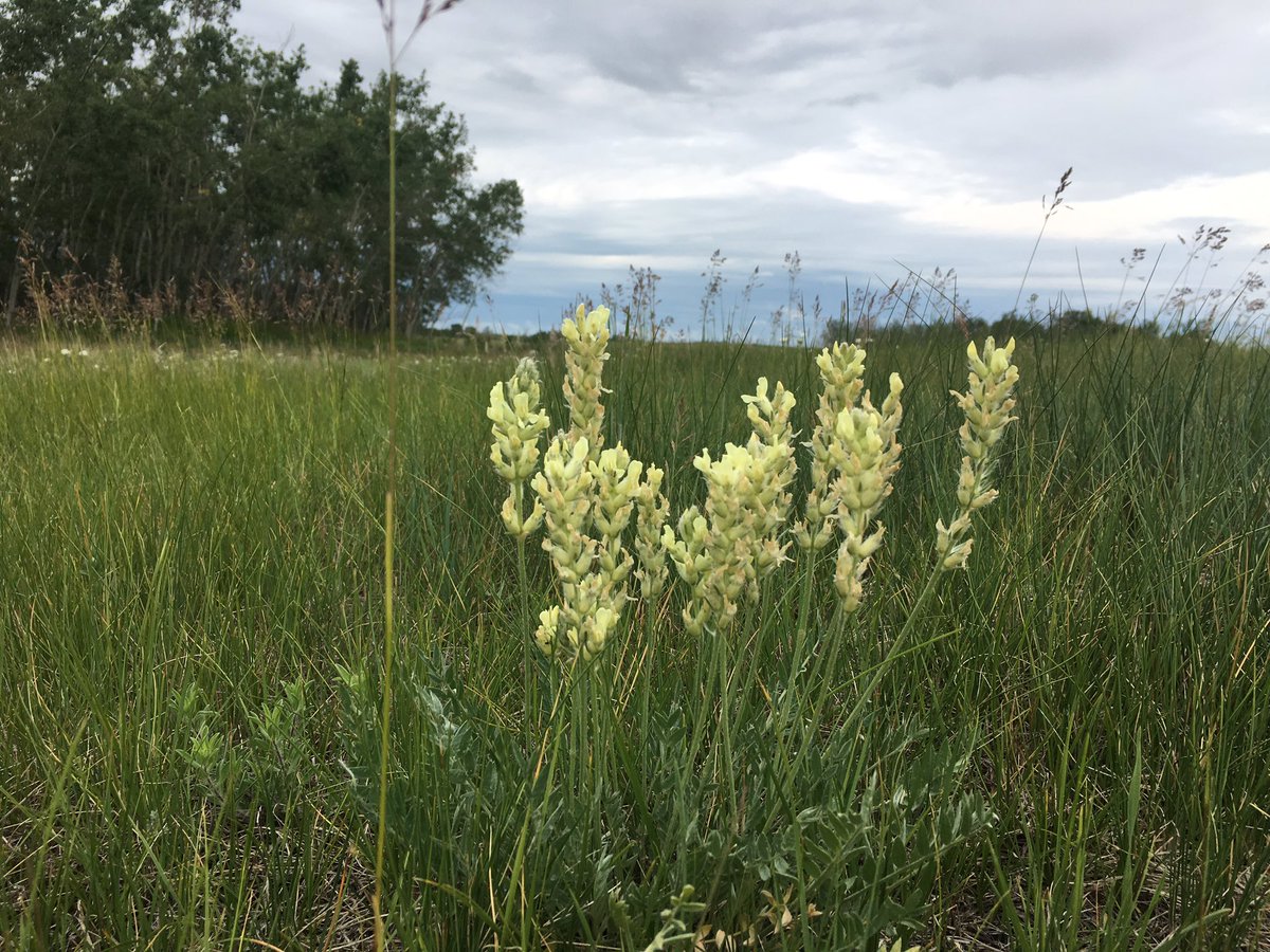 Stuthefarmer's tweet photo. Locoweed. #nativepasture #alberta #prairies https://t.co/IT3R2lDjNQ
