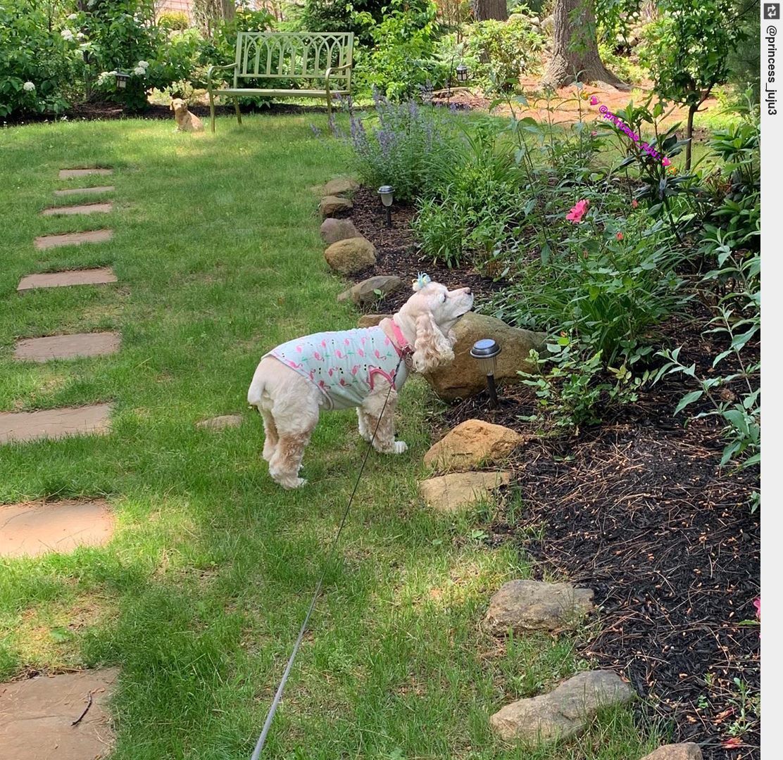 IngloriousDogs's tweet photo. I believe this flower is in need of smelling 💖🌸🌺🌸💖 . . #doglife #flower #cockerlover #puppy #puppylove #dogsofinstagram https://t.co/AsNmyoNb04