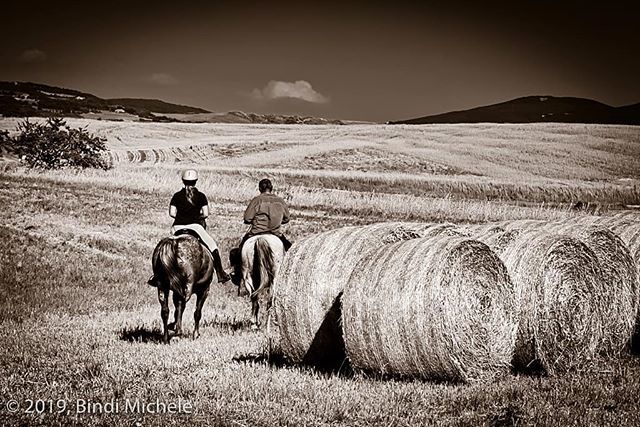 BindiMichele's tweet photo. Val d'Orcia - Tuscany #photooftheday  #photoofday  #photography #photographer #horse #cavalli #nikon  #foto #cool #amazing #TagsForLikes #beautiful #TFLers #fun #art  #artist #best #bestoftheday #night #orcia #art_bind #pienza #tuscany #toscana #horses #… https://t.co/cVucfs3hX8 https://t.co/msmZN6LMSX