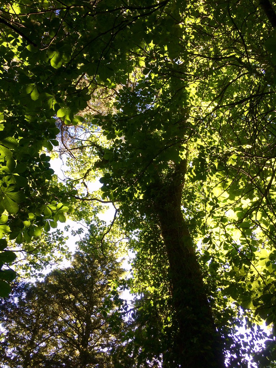 0utdoorGirl's tweet photo. โA tree, June-lazy, makes a tent of dim green light. Sunlight weaves in the leaves, honey-light laced with leaf-light, green interweaved with gold.โ A S J Tessimond #30dayswild #shivelight #psithurism #treefix https://t.co/60OeBm7zqj