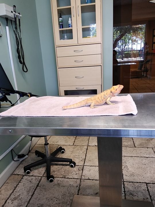 Finalerror555's tweet image. Took her to the vet yesterday for a check up. #Vet #veterinarian #lizard #dragon #beardeddragon #pet #family #baby #checkup