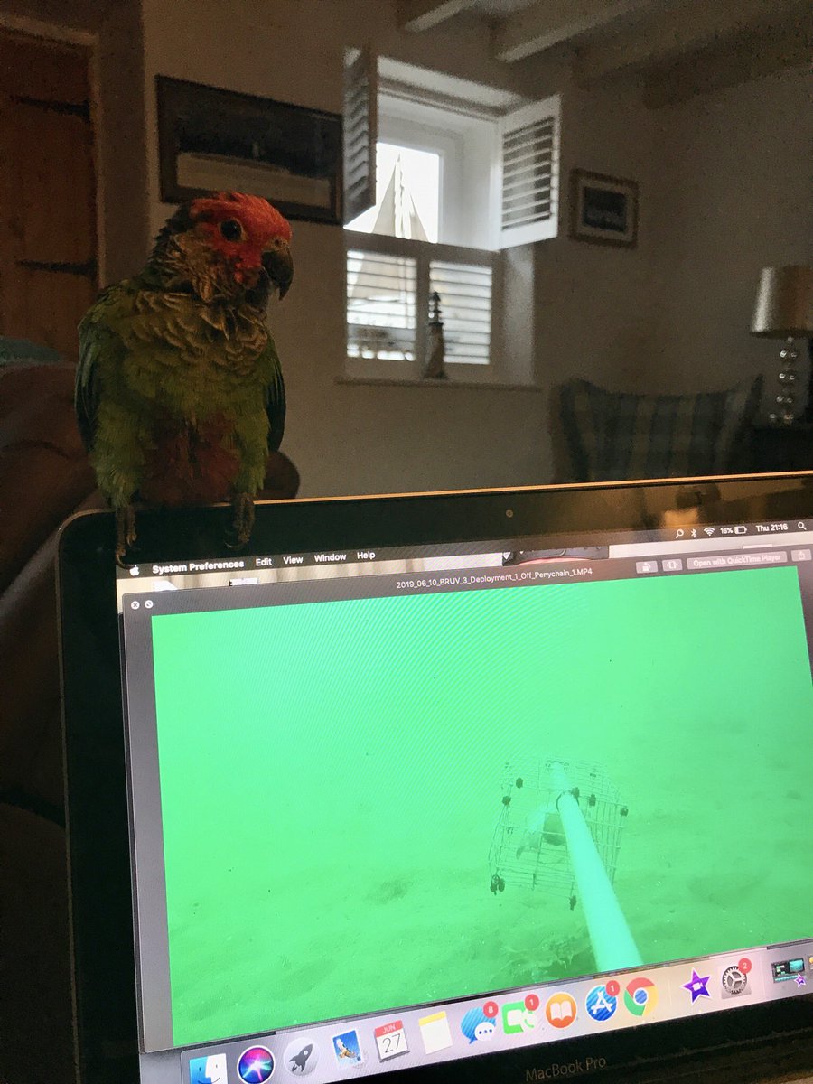 JDScuba's tweet photo. A little assistance whilst going through some of the recent BRUVs footage
#petsinscience
@saveourseas https://t.co/pIZCGr12Fp