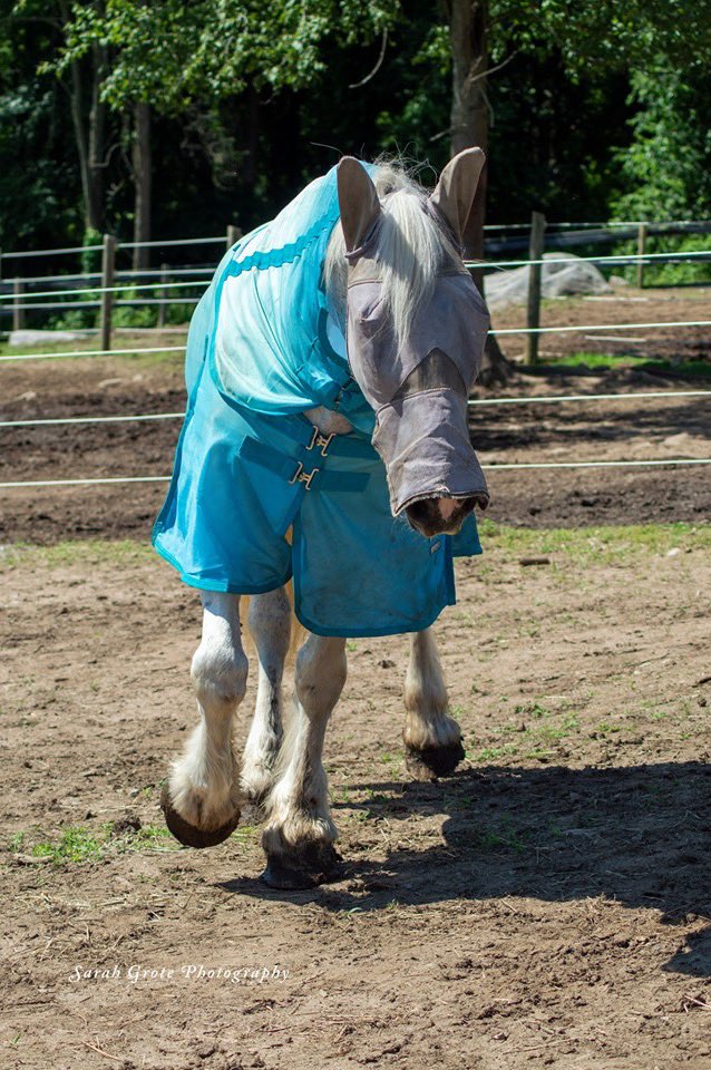 CTDraftRescue's tweet photo. When you want to be a mermaid ๐งโโ๏ธ but also protected. #CDHR #Callie #flyprotection @SmartPak #ombre #rescuehorse #shires #drafthorse #whitehorse #summer #sunshine #longisland9 #horse #mermaid #landmermaid #summersun https://t.co/whna80COsH