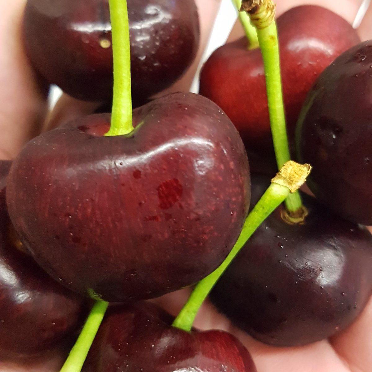 CalgaryLocavore's tweet photo. #BuyCanadian #BCCherries for #CanadaDay at #freshandlocalfarmoutlet 17, 9250 Macleod Trail SE #yyc rather than US cherries from big box retailers. Would Americans buy Canadian Cherries for their 4th of July picnic? NOT #abopenforbusiness #buycanadian #buylocal #farmersmarket https://t.co/YkE1BW9u8Z
