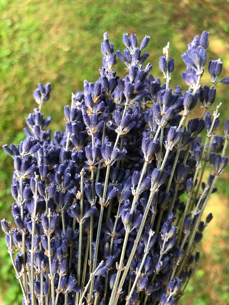 #TBT to when we got some of our lovely #French #lavender in! 
homedecorativeaccents.com/collections/la…
#designer #interiordesign #decorations #interiordesigner #violet #flowers #herbs #fragrance #france #homdecor #thursday #throwbackthursday #georgia #wedding #party