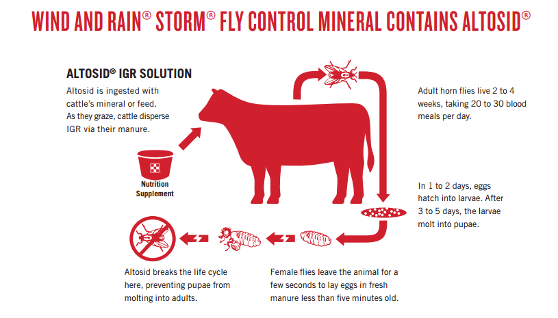 ElkCityCoop's tweet photo. The horn fly is one of the most economically damaging pests of pasture cattle in the United States, costing cattle producers approximately $1 billion every year. Fly counts can reach up to 2000 flies per animal, taking up to a gallon of blood in a 135-day fly season. https://t.co/Y35z060qZT