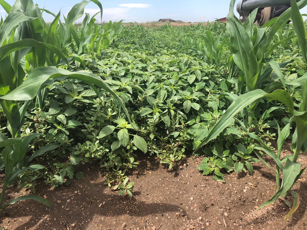 HeathLaber's tweet photo. #ShowYourRowContest @Syngenta #AcuronFlexi Gilcrest, CO Acuron Flexi holding strong vs Untreated Check https://t.co/dL3ksaAHfY