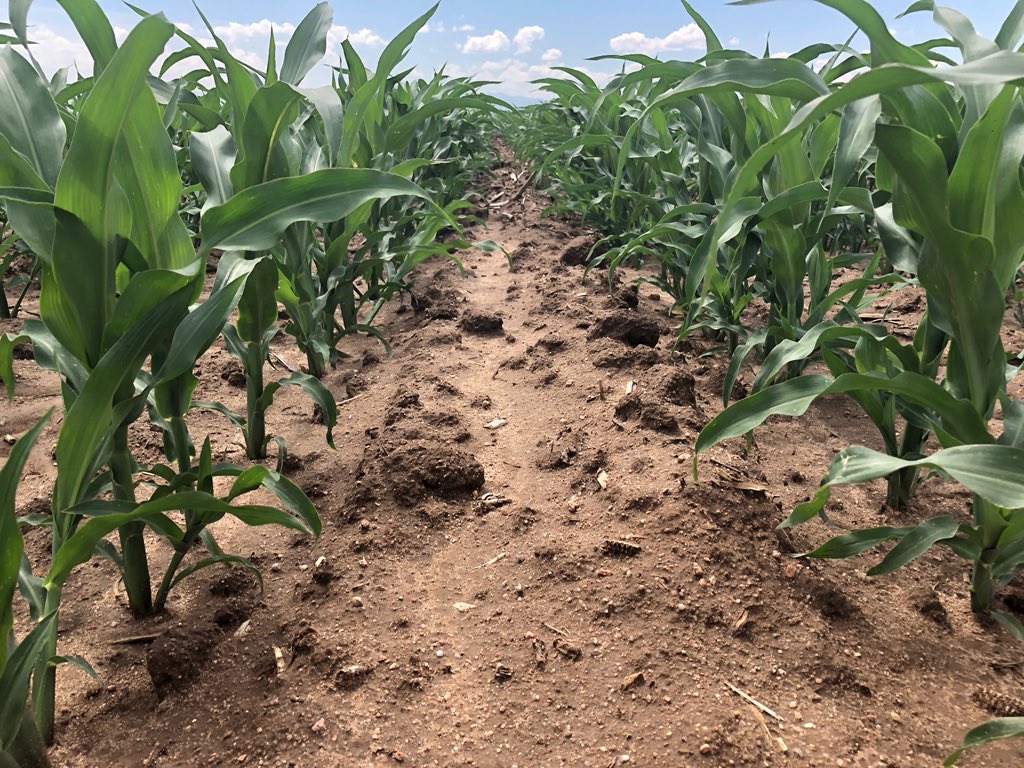 HeathLaber's tweet photo. #ShowYourRowContest @Syngenta #AcuronFlexi Gilcrest, CO Acuron Flexi holding strong vs Untreated Check https://t.co/dL3ksaAHfY