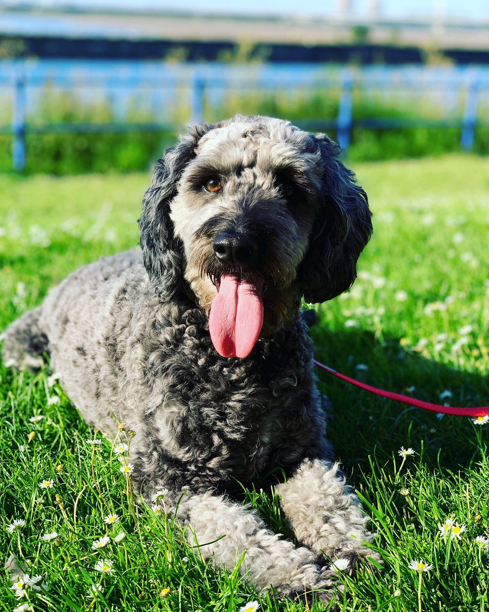 Ellis Carrington tweet media