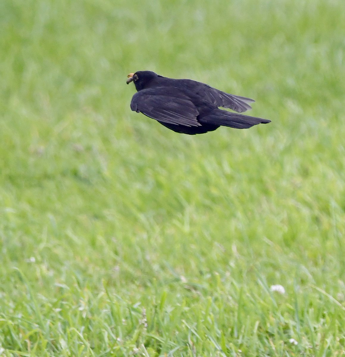 This Blackbird was thrown low and hard..... had to jump over it!!!