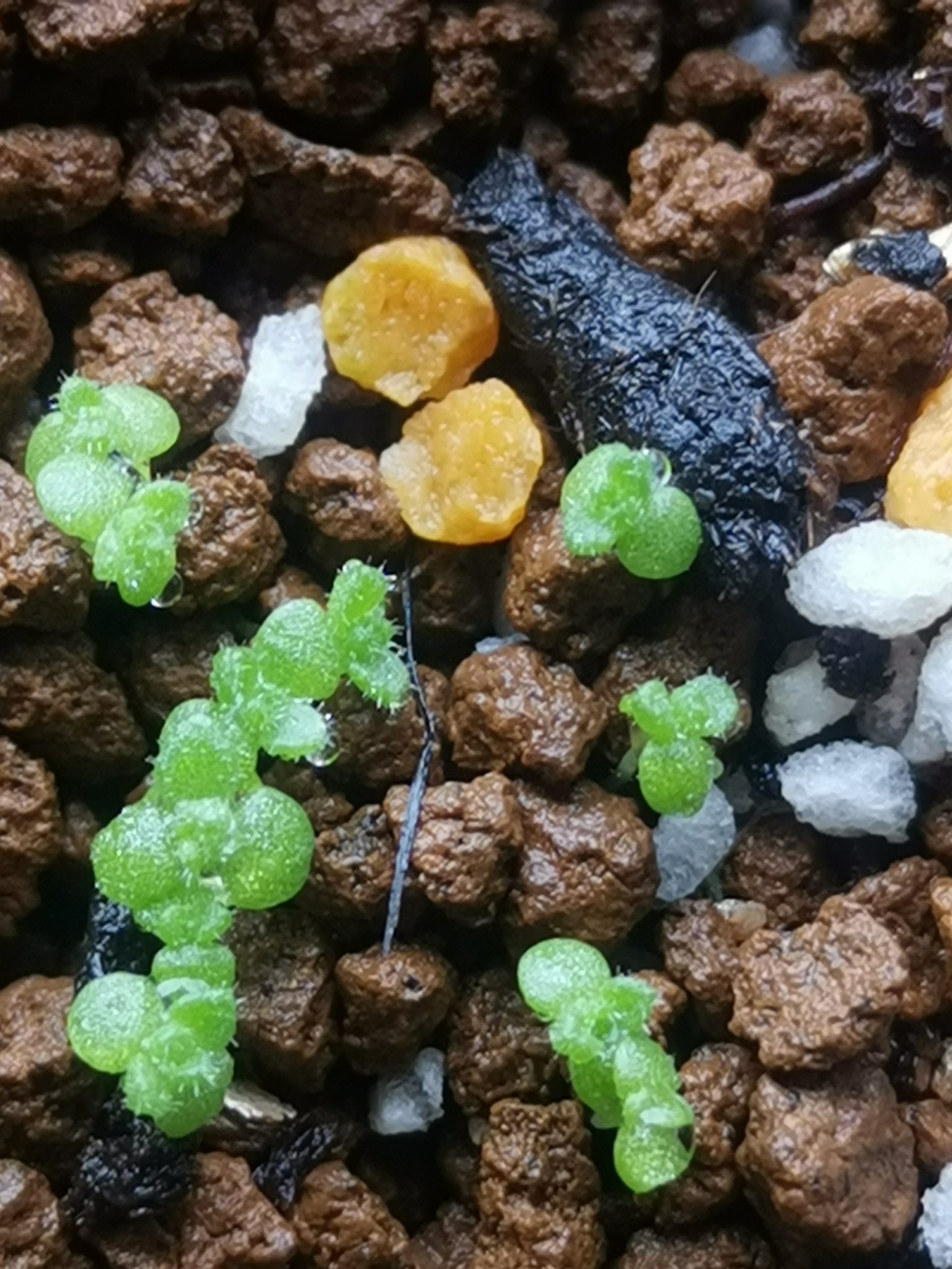 フロロ セダム ピロスム実生 葉に毛のようなものが生えてきた 他の実生鉢に白いカビが発生してたのでベンレートを散布 よく効く カビが消えた