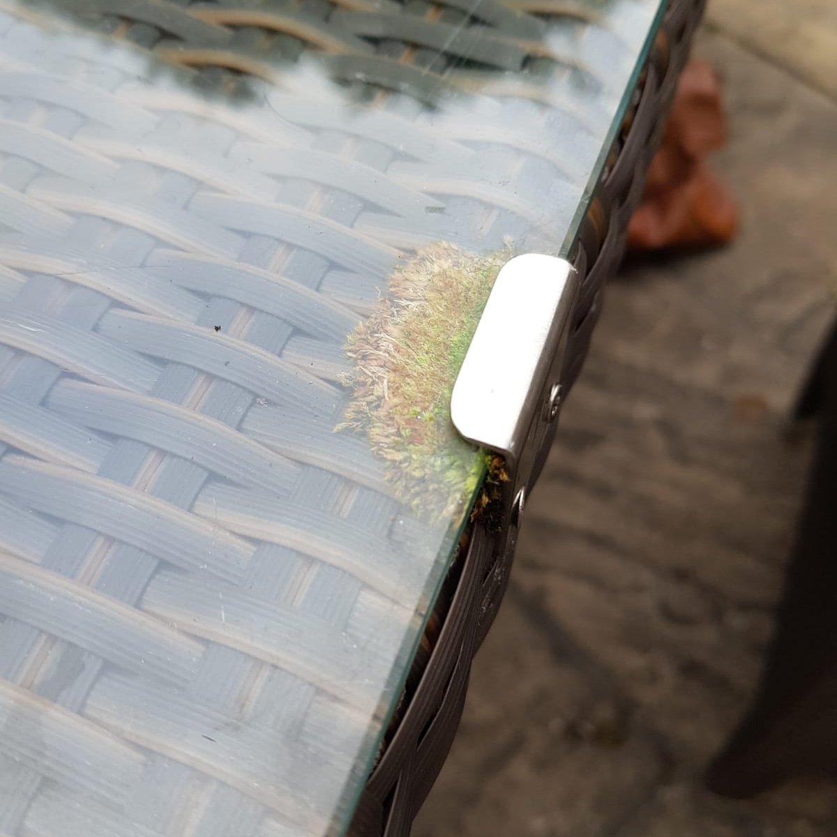 Nature always finds a way! #Moss #summer #bristolbiohack @bristolhackspc