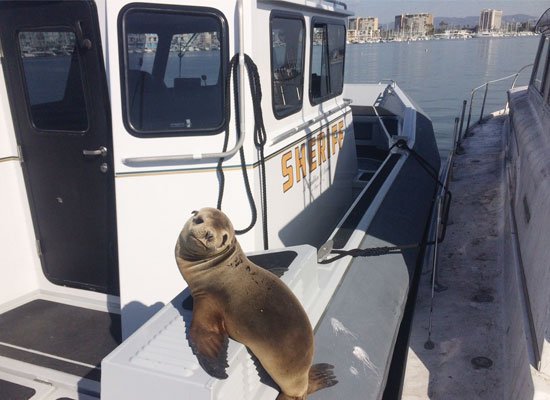 SHBTRN07's tweet photo. Seal on Sheriff Boat

#cyber https://t.co/txKXEbfeDg