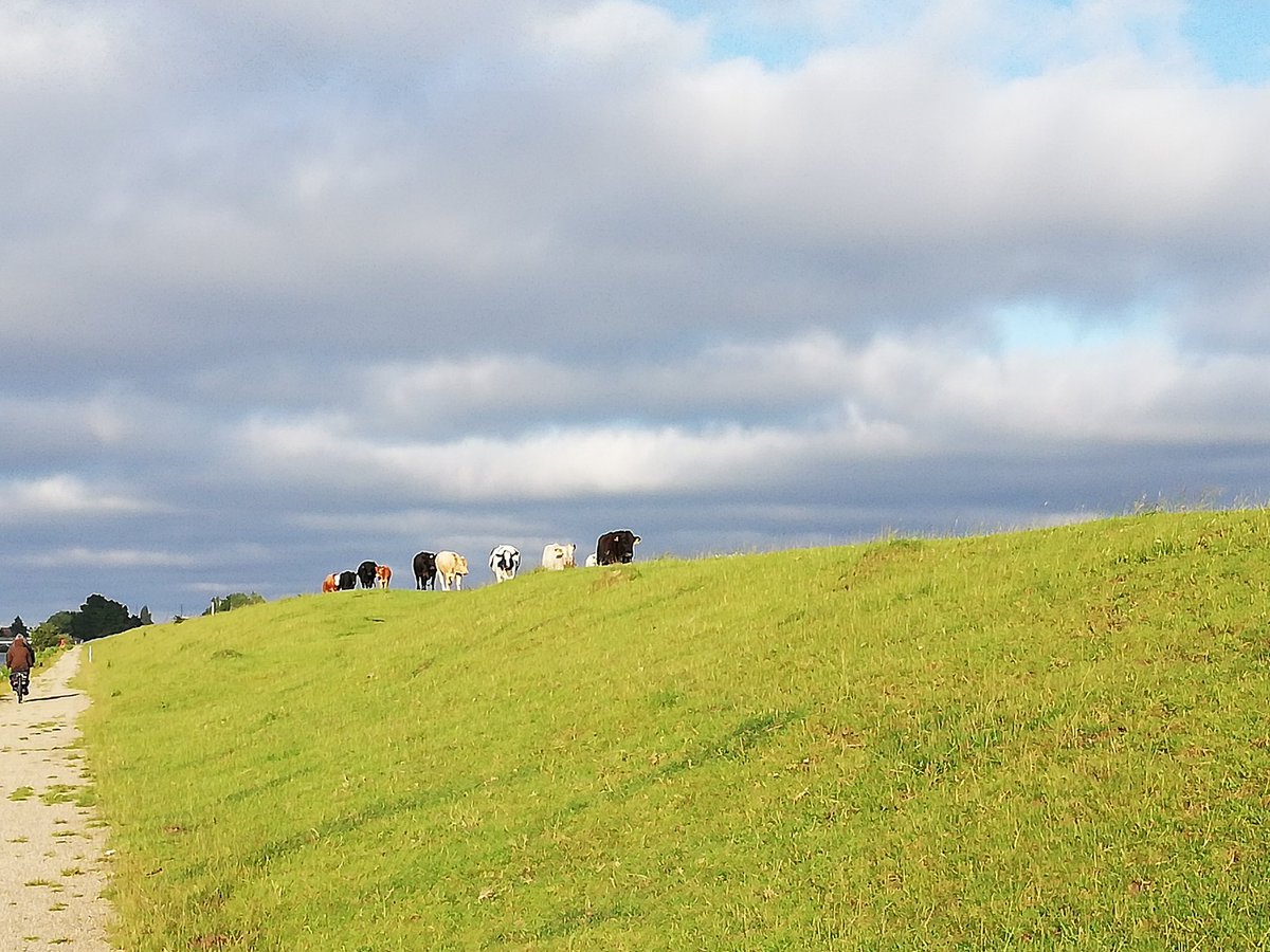 SKEGDISTRICTRC's tweet photo. Boston looking beautiful tonight #running #sadrc #bostonrunning #beautiful #cows #happy #club https://t.co/gVM3wUMhyk