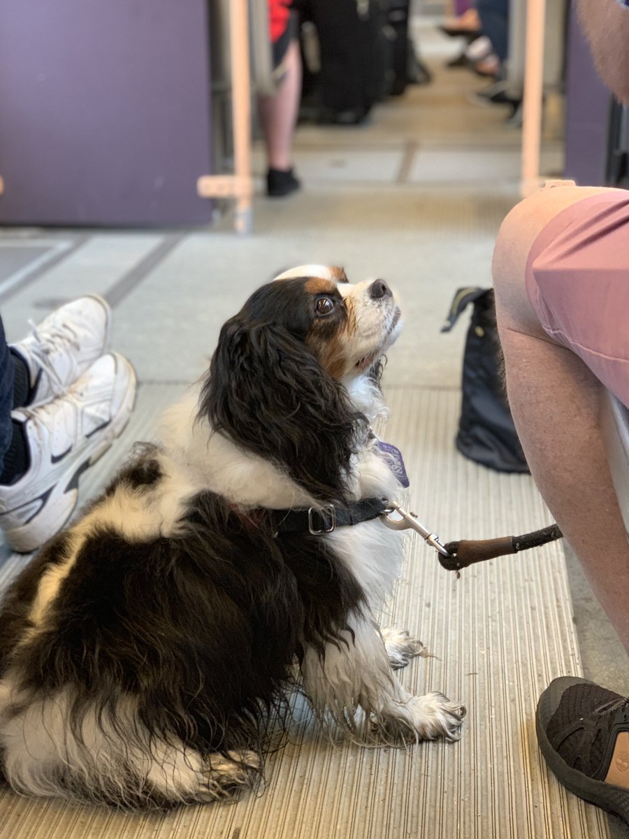 namedotcom's tweet image. Rolling into Portland on the train. Beer en route to @AlchemyCodeLab.  @TLD is bringing domains and pizza. Local dogs report feeling the hack energy. If you’re around, sign up here: hack.social. #HackTheDot #IndieWeb #TrainK9
