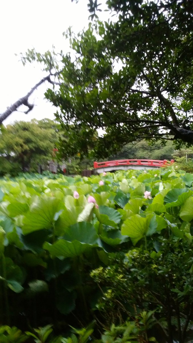 今は雨が止んでいます。降られて写真、ボケてしまった。実際はとても優雅に咲き始めています。　
#鶴岡八幡宮　#蓮の花