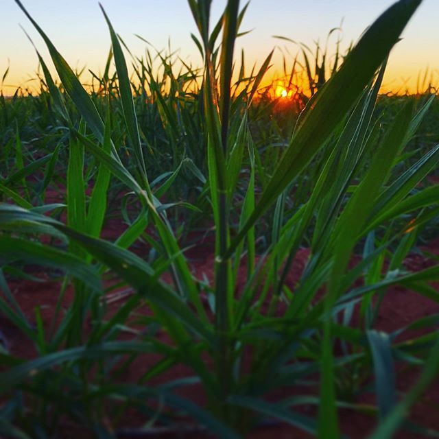 It’s been a decent start to the growing season here across most of the Riverina, keeping our fingers crossed for some more rain this weekend.
#singleorigin #craftmalt #riverina #sustainableagriculture #smallbusiness #supportlocal #craftmaltsters #craftbeer #buylocal #brewloc…