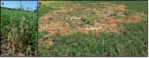 KiwiYoung's tweet photo. It's that time of year, the cotton root rot pathogen, Phymatotrichopsis omnivora is active. Check our associated publication on Digital Imaging to Evaluate Root System Architectural Changes Associated with Soil Biotic Factors. @LarryMattYork @CMattupalli https://t.co/2mevx6g64W https://t.co/OSlxpunhYv