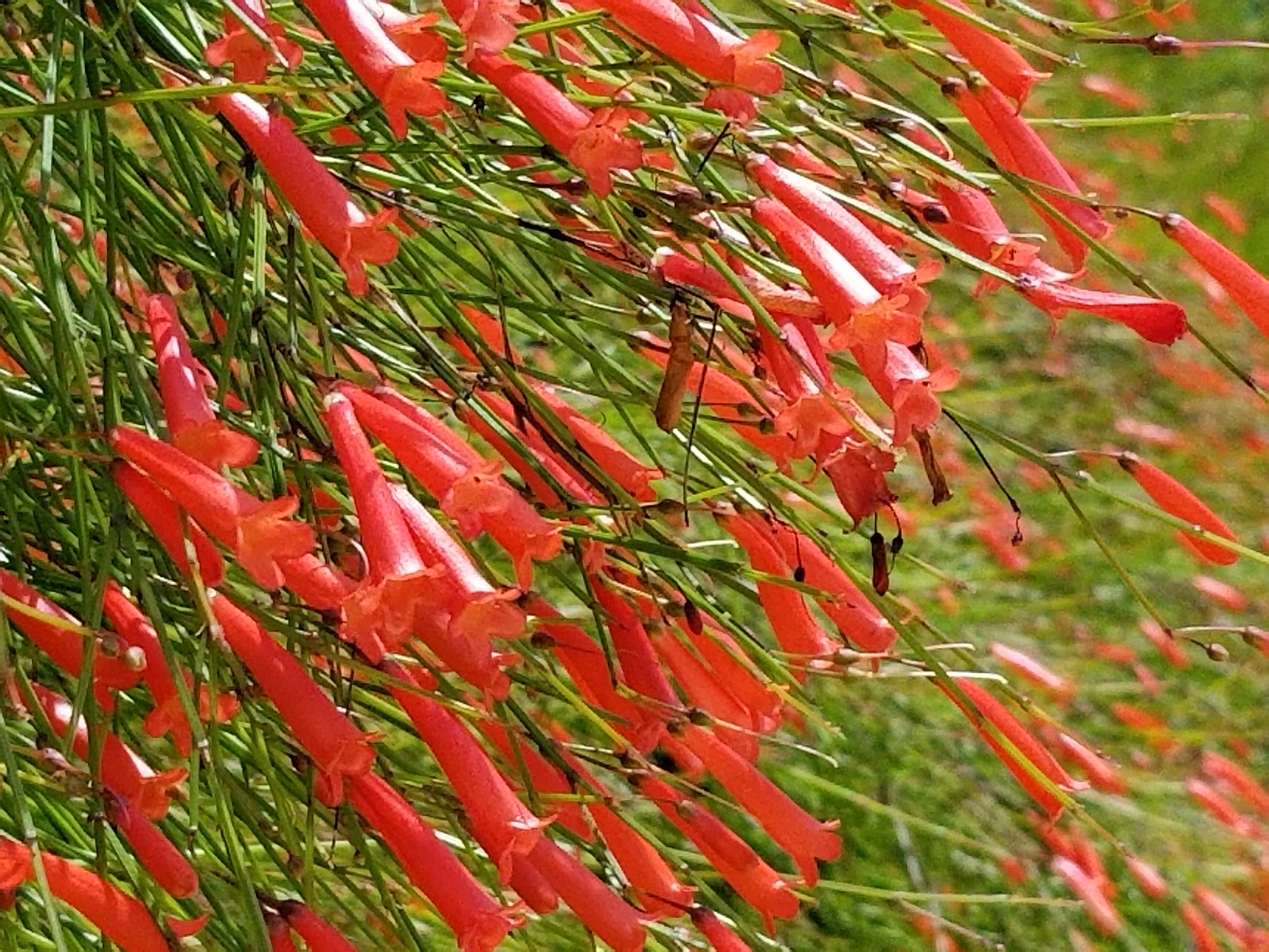 なちゅら おはようございます 写真の赤い花名前は分かんないけど花の蜜が甘くて小学生の頃友達とよく蜜を吸ってた記憶が たぶんこの花だと思う でも今じゃ吸えない 今日も元気に ᶠⁱᴳʰᵀᵎᵎ P Q 良い一日を 花の蜜 花写真