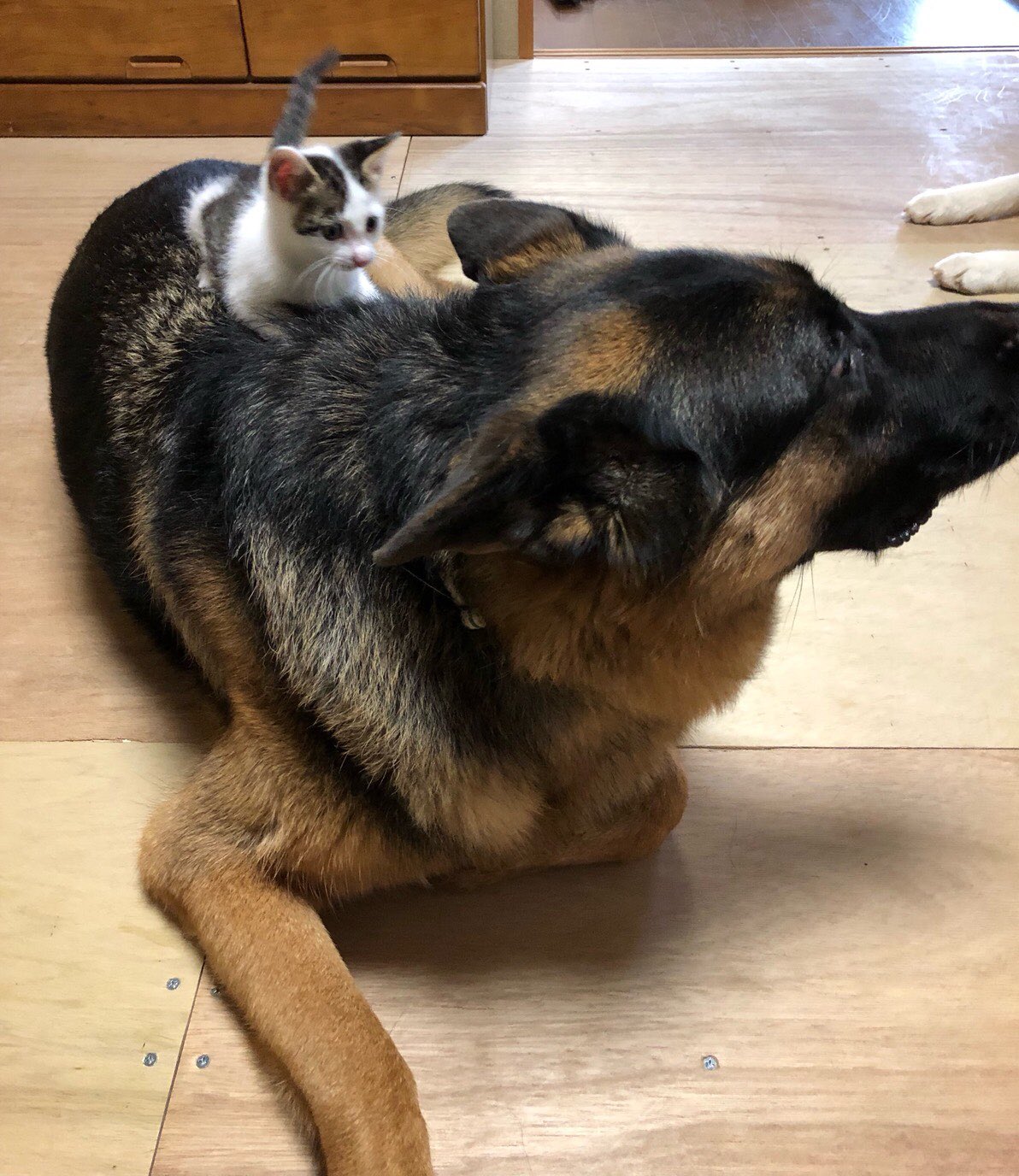 上原ひびき４月にオフィスユーさんで読み切り掲載予定 在 Twitter 上 昨日のニャンワン続編 猫 子猫 シェパード 可愛い 犬猫仲良し T Co Gqdu8xm1m2 Twitter