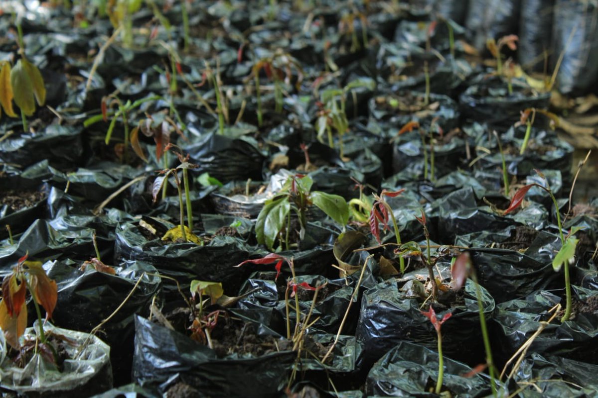 fiaes_sv's tweet image. #FIAES | Verificamos los avances en el vivero de 20 mil plantas que servirán para la implementación de #SistemasAgroforestales en los municipios de #SanPedroPuxtla y #SanFranciscoMenéndez de Ahuachapán, un proyecto ejecutado por la Asociación Ganadera Ahuachapán Sur (AGAS).