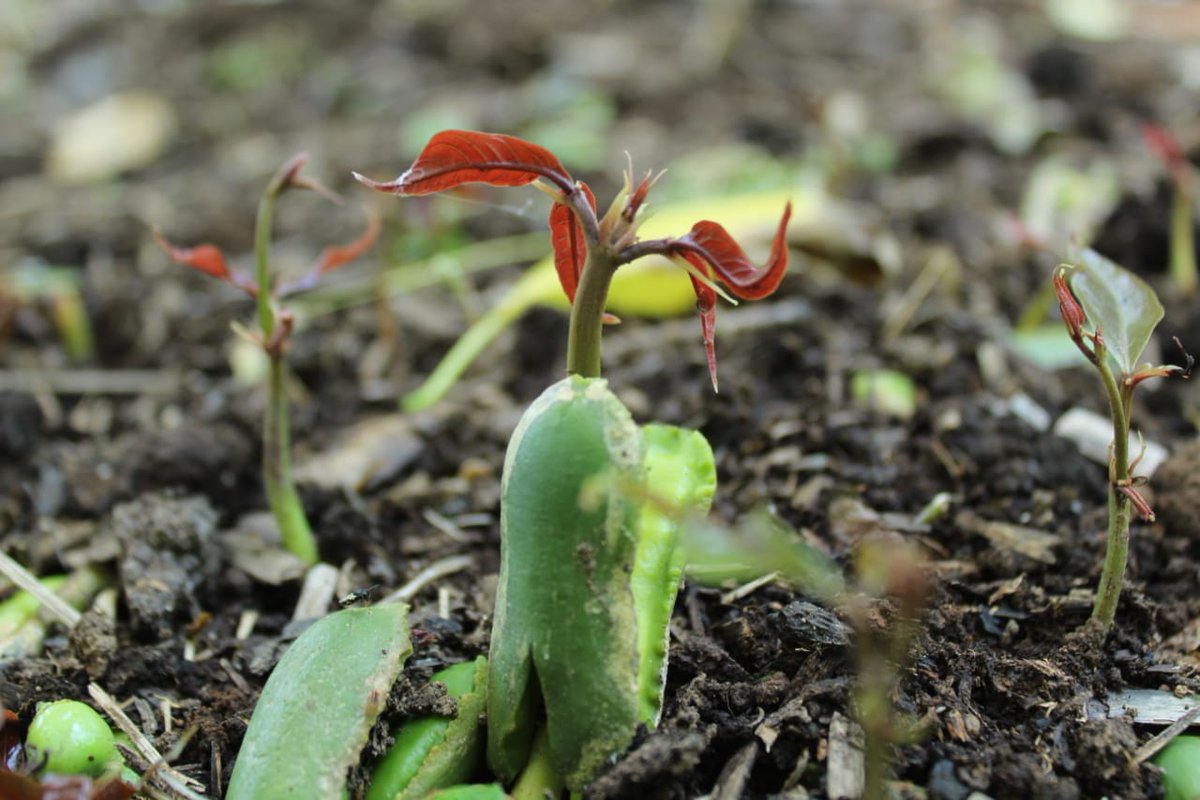 fiaes_sv's tweet image. #FIAES | Verificamos los avances en el vivero de 20 mil plantas que servirán para la implementación de #SistemasAgroforestales en los municipios de #SanPedroPuxtla y #SanFranciscoMenéndez de Ahuachapán, un proyecto ejecutado por la Asociación Ganadera Ahuachapán Sur (AGAS).