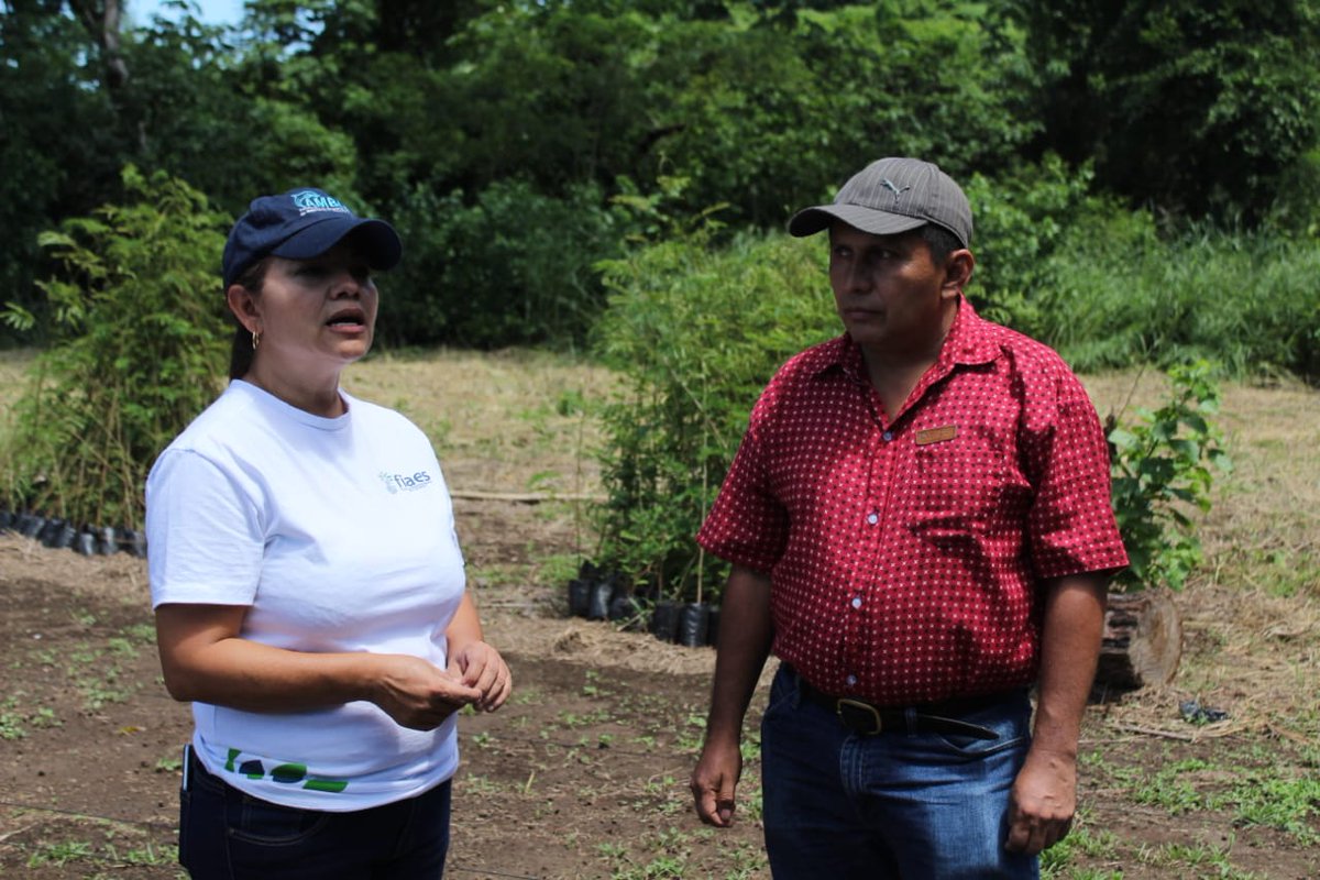 fiaes_sv's tweet image. #FIAES | Verificamos los avances en el vivero de 20 mil plantas que servirán para la implementación de #SistemasAgroforestales en los municipios de #SanPedroPuxtla y #SanFranciscoMenéndez de Ahuachapán, un proyecto ejecutado por la Asociación Ganadera Ahuachapán Sur (AGAS).