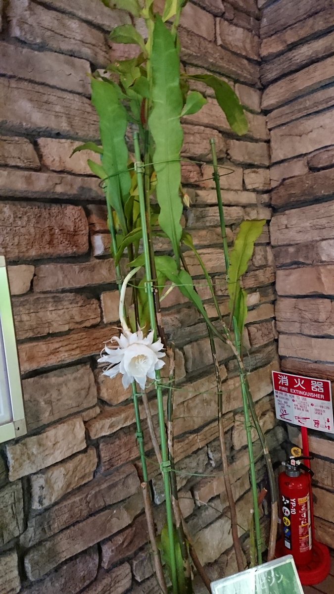 げっかびじん げっかびじん
