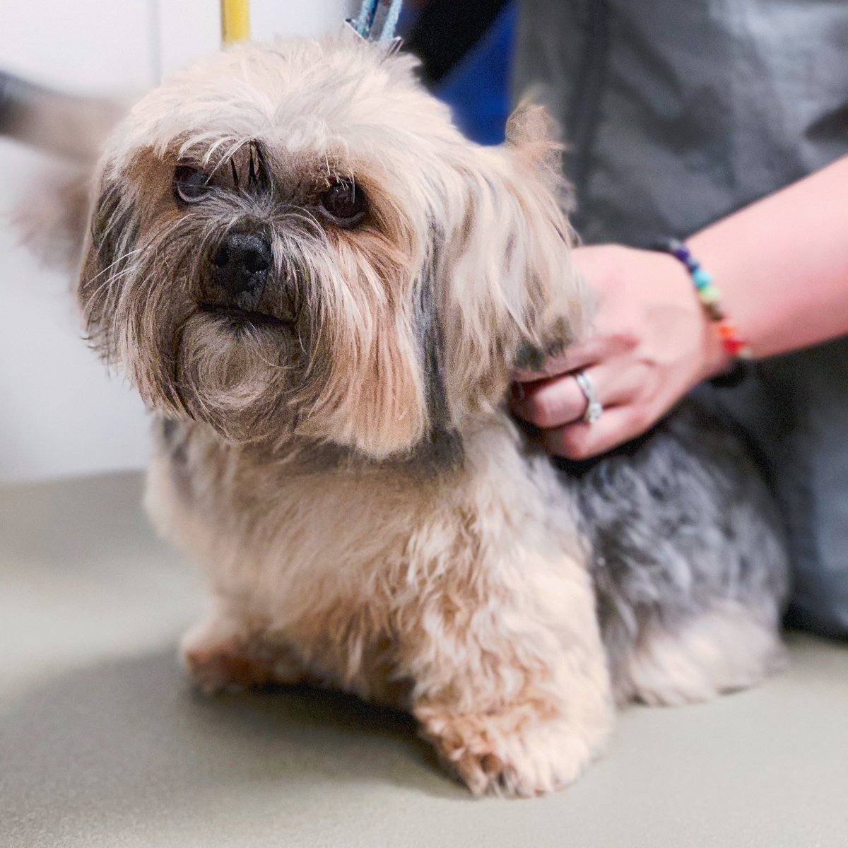 Time to get dried! This guys had a blast at breed day! <a href="/KurtD_Salons/">Kurt Dennis</a> #LifeAtPetsmart #fortheloveofpets #petsmartgrooming #breedday