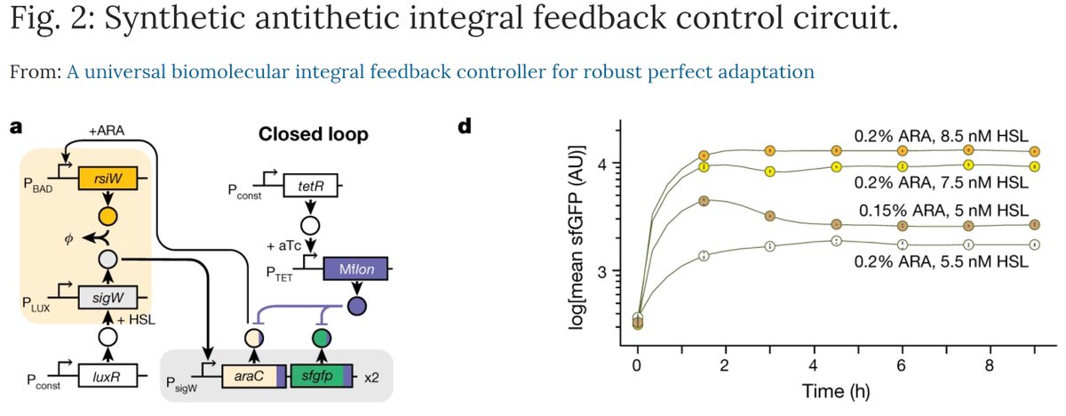 LogicofLife_CH's tweet photo. Exciting new work by the @KhammashLab &amp; colleagues mathematically mimic homeostasis &amp; then genetically engineer a tunable feedback controller in a live cell. 

https://t.co/jM0Vc304kR https://t.co/wZEe1Eq70d