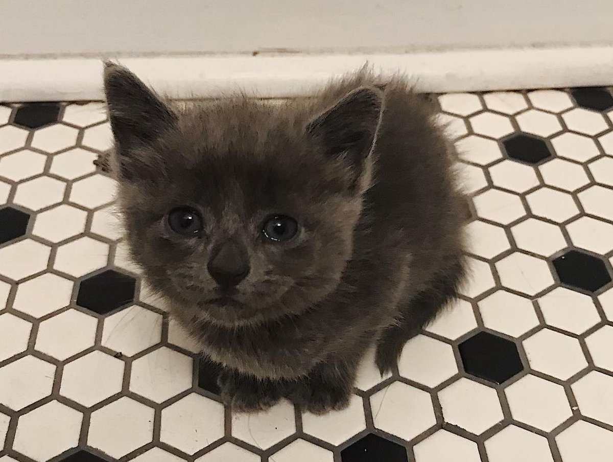 TheCatnipTimes's tweet photo. "Hi world! My name is Nola. I’m 3-4 weeks old and .7 pounds. I was found 2 days ago in the Lowe’s parking lot all by myself and taken to Nashville Humane. I’m somehow very advanced because I already eat wet food and know how to use the little box."
📷 by @nashvillefosterkittens https://t.co/P1kCM0Xe4z