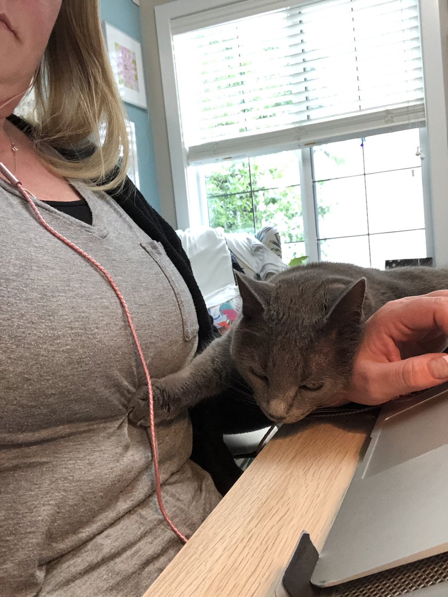 Apparently it’s time to stop working for the day. 

#lucifurthecat #badcat #furryofficeassitant #noproductivity #workfromhome #homeofficelife #coachlife #lifecoach #careercoach #coachingforwomen #highvoltagecoaching