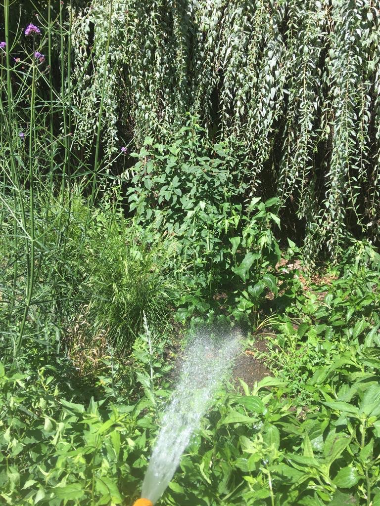 Join us for a jolly watering and weeding session Sunday afternoon 30 June 4.30-5.30pm. Those thirsty plants will be pleased to see you. Tools provided