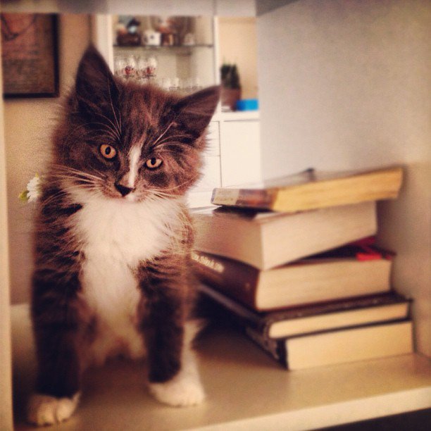 I've read them all
#catlove #blackcats