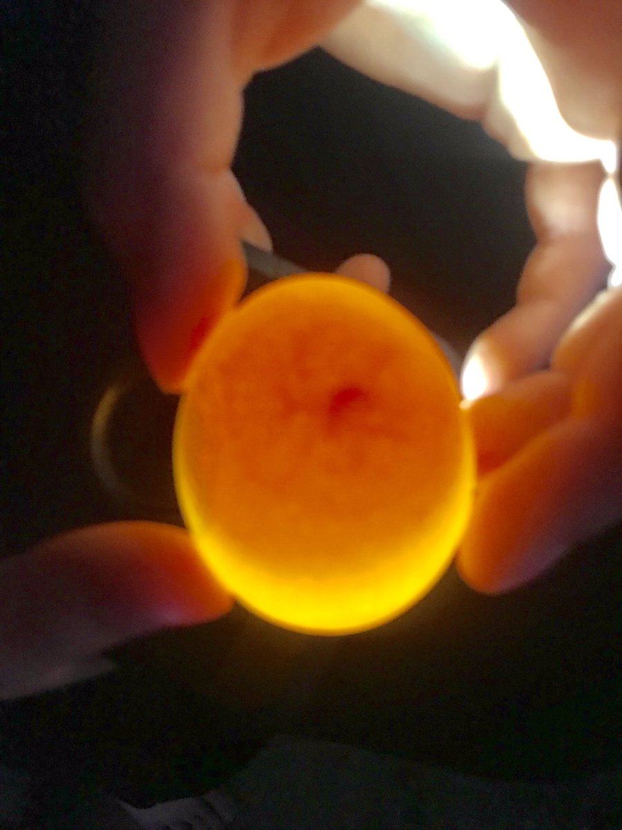 MARIADESCHAMP's tweet photo. Summer hatching project Day 4 #LearningDoesntStopInSummer #ArtMusicCraftsReading #MomLife #NfldEdu π₯π https://t.co/xr7o2K6i81