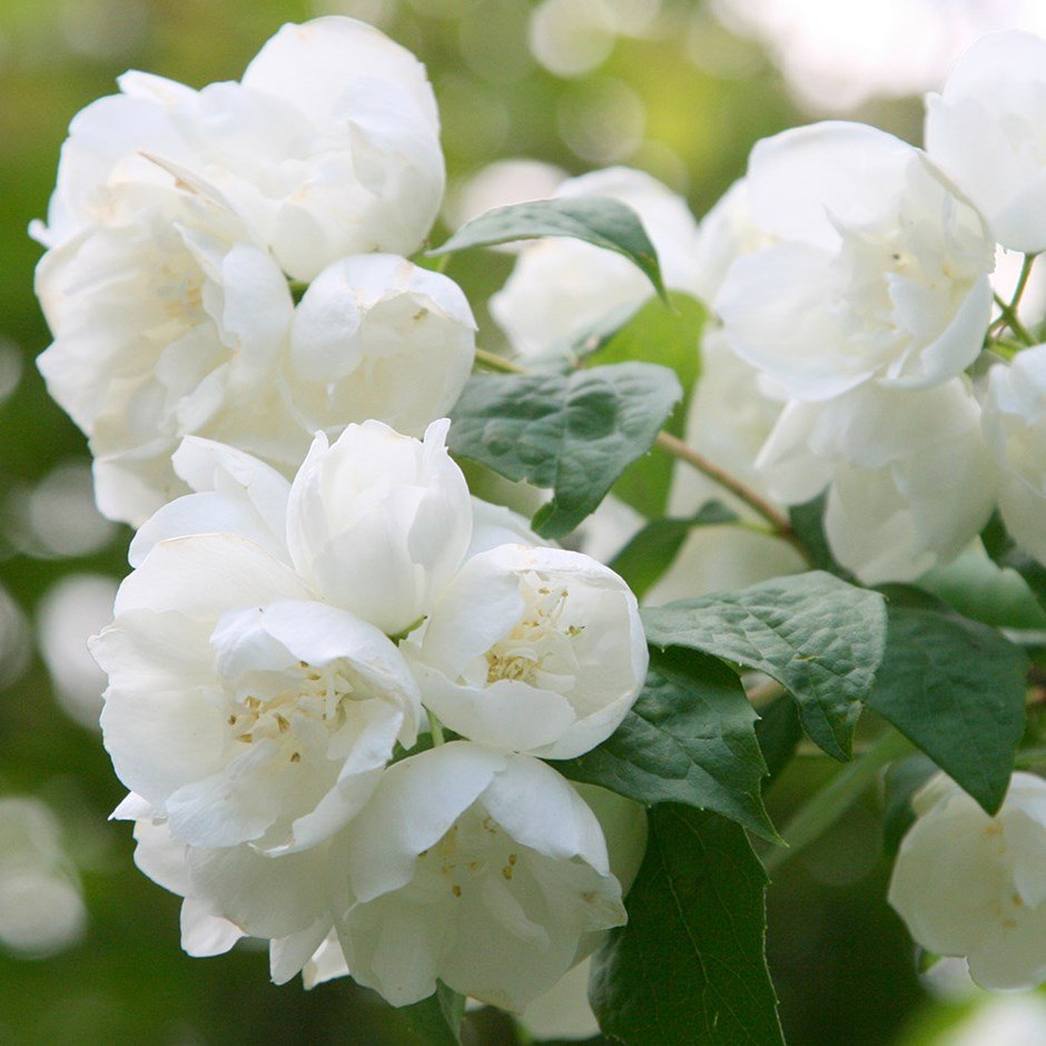 swaneyvertas's tweet photo. I am back with Shrub of the week Philadelphus ( Mock Orange) deciduous Shrub with white fragrant flowers in June/July. Very fast growing so keep in check by pruning after flowering very hardy and can with stand salt air from the coast. https://t.co/8ueYhbmdAF