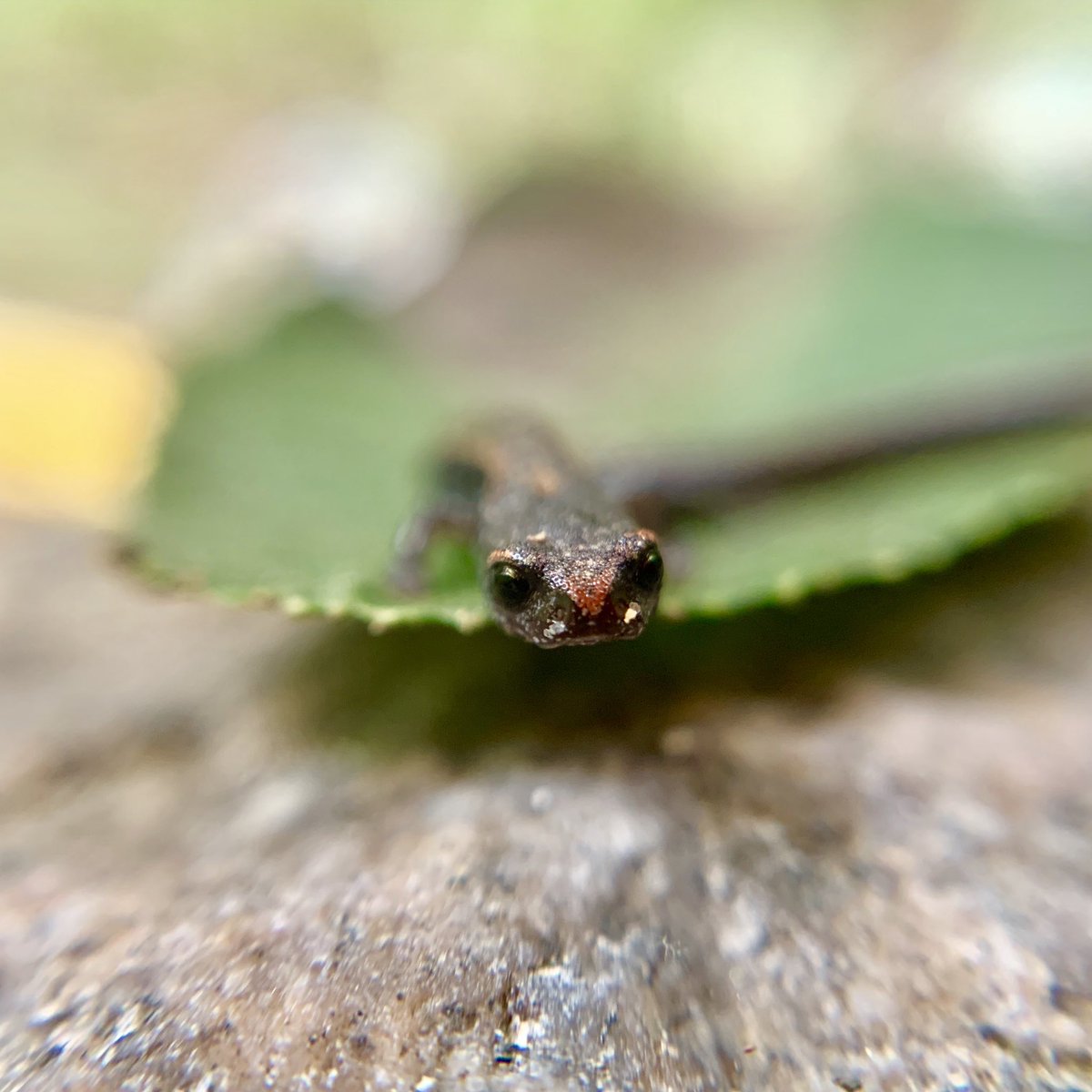 ajzellmer's tweet image. Miniature dragon 🐉 #herpsci