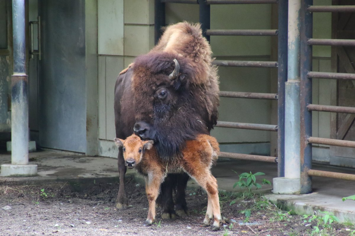 盛岡市 動物公園でかわいいアメリカバイソンの赤ちゃんが生まれました 一般公開と同時に 愛称も募集しています 期限は７月７日 アメリカバイソン放飼場前に設置する専用の応募用紙で応募できます 皆さんもぜひ会いに来てみませんか 詳しくは